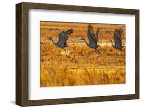 USA, New Mexico, Bosque Del Apache National Wildlife Refuge. Sandhill cranes taking flight-Jaynes Gallery-Framed Photographic Print
