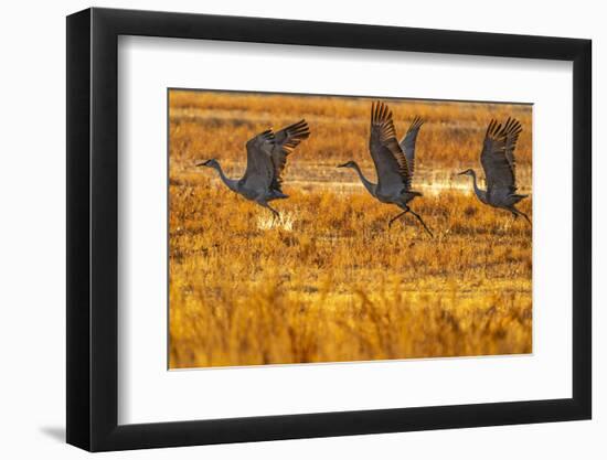 USA, New Mexico, Bosque Del Apache National Wildlife Refuge. Sandhill cranes taking flight-Jaynes Gallery-Framed Photographic Print