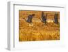 USA, New Mexico, Bosque Del Apache National Wildlife Refuge. Sandhill cranes taking flight-Jaynes Gallery-Framed Photographic Print