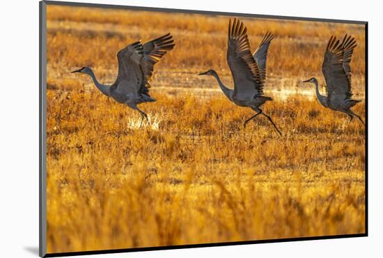 USA, New Mexico, Bosque Del Apache National Wildlife Refuge. Sandhill cranes taking flight-Jaynes Gallery-Mounted Photographic Print
