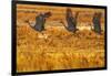 USA, New Mexico, Bosque Del Apache National Wildlife Refuge. Sandhill cranes taking flight-Jaynes Gallery-Framed Photographic Print