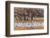 USA, New Mexico, Bosque del Apache National Wildlife Refuge. Snow geese feeding at sunrise.-Jaynes Gallery-Framed Photographic Print