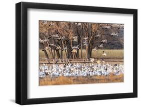 USA, New Mexico, Bosque del Apache National Wildlife Refuge. Snow geese feeding at sunrise.-Jaynes Gallery-Framed Photographic Print