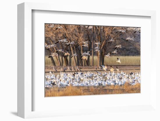 USA, New Mexico, Bosque del Apache National Wildlife Refuge. Snow geese feeding at sunrise.-Jaynes Gallery-Framed Photographic Print