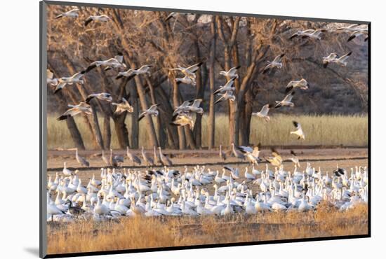 USA, New Mexico, Bosque del Apache National Wildlife Refuge. Snow geese feeding at sunrise.-Jaynes Gallery-Mounted Photographic Print