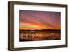 USA, New Mexico, Bosque del Apache National Wildlife Refuge. Sunset on bird flock in water.-Jaynes Gallery-Framed Photographic Print