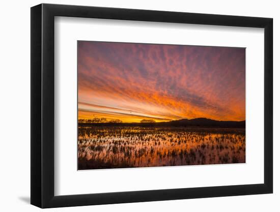 USA, New Mexico, Bosque del Apache National Wildlife Refuge. Sunset on bird flock in water.-Jaynes Gallery-Framed Photographic Print