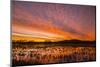 USA, New Mexico, Bosque del Apache National Wildlife Refuge. Sunset on bird flock in water.-Jaynes Gallery-Mounted Photographic Print