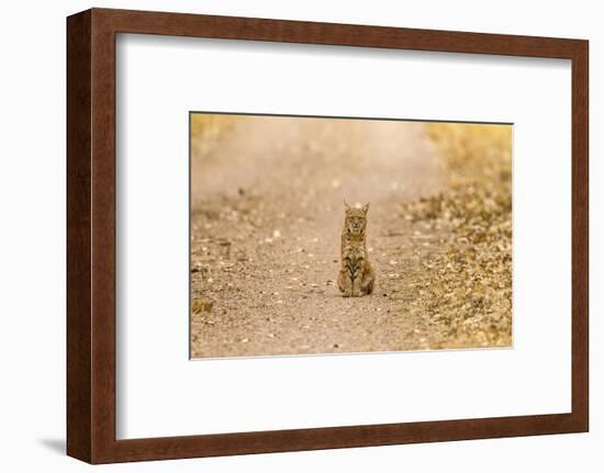 USA, New Mexico, Bosque del Apache National Wildlife Refuge. Wild bobcat sitting on trail.-Jaynes Gallery-Framed Photographic Print