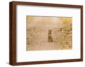 USA, New Mexico, Bosque del Apache National Wildlife Refuge. Wild bobcat sitting on trail.-Jaynes Gallery-Framed Photographic Print