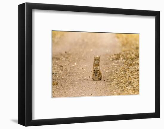 USA, New Mexico, Bosque del Apache National Wildlife Refuge. Wild bobcat sitting on trail.-Jaynes Gallery-Framed Photographic Print