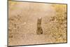 USA, New Mexico, Bosque del Apache National Wildlife Refuge. Wild bobcat sitting on trail.-Jaynes Gallery-Mounted Photographic Print