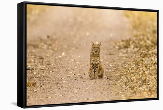 USA, New Mexico, Bosque del Apache National Wildlife Refuge. Wild bobcat sitting on trail.-Jaynes Gallery-Framed Stretched Canvas