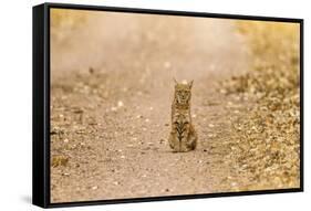 USA, New Mexico, Bosque del Apache National Wildlife Refuge. Wild bobcat sitting on trail.-Jaynes Gallery-Framed Stretched Canvas