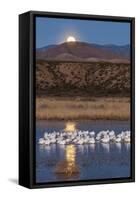 USA, New Mexico, Bosque Del Apache Nwr. Moonset over Snow Geese-Jaynes Gallery-Framed Stretched Canvas