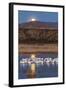 USA, New Mexico, Bosque Del Apache Nwr. Moonset over Snow Geese-Jaynes Gallery-Framed Photographic Print