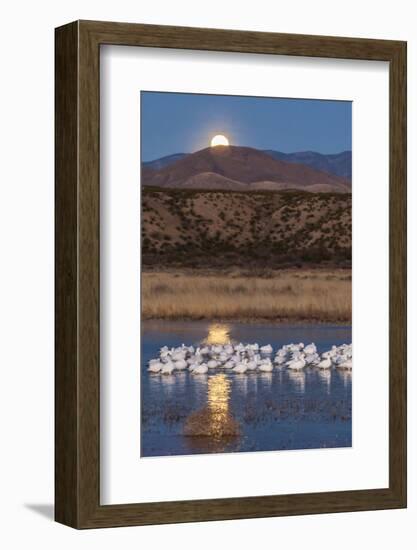 USA, New Mexico, Bosque Del Apache Nwr. Moonset over Snow Geese-Jaynes Gallery-Framed Photographic Print