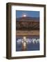 USA, New Mexico, Bosque Del Apache Nwr. Moonset over Snow Geese-Jaynes Gallery-Framed Photographic Print