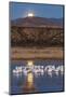 USA, New Mexico, Bosque Del Apache Nwr. Moonset over Snow Geese-Jaynes Gallery-Mounted Photographic Print