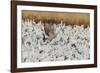 USA, New Mexico, Bosque Del Apache Nwr. Sandhill Crane and Snow Geese-Jaynes Gallery-Framed Photographic Print