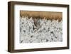 USA, New Mexico, Bosque Del Apache Nwr. Sandhill Crane and Snow Geese-Jaynes Gallery-Framed Photographic Print