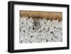 USA, New Mexico, Bosque Del Apache Nwr. Sandhill Crane and Snow Geese-Jaynes Gallery-Framed Photographic Print