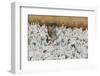 USA, New Mexico, Bosque Del Apache Nwr. Sandhill Crane and Snow Geese-Jaynes Gallery-Framed Photographic Print