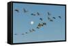 USA, New Mexico, Bosque Del Apache Nwr. Sandhill Cranes and Full Moon-Jaynes Gallery-Framed Stretched Canvas