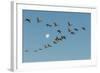 USA, New Mexico, Bosque Del Apache Nwr. Sandhill Cranes and Full Moon-Jaynes Gallery-Framed Photographic Print