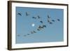 USA, New Mexico, Bosque Del Apache Nwr. Sandhill Cranes and Full Moon-Jaynes Gallery-Framed Photographic Print