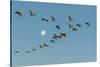 USA, New Mexico, Bosque Del Apache Nwr. Sandhill Cranes and Full Moon-Jaynes Gallery-Stretched Canvas