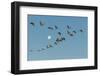 USA, New Mexico, Bosque Del Apache Nwr. Sandhill Cranes and Full Moon-Jaynes Gallery-Framed Photographic Print