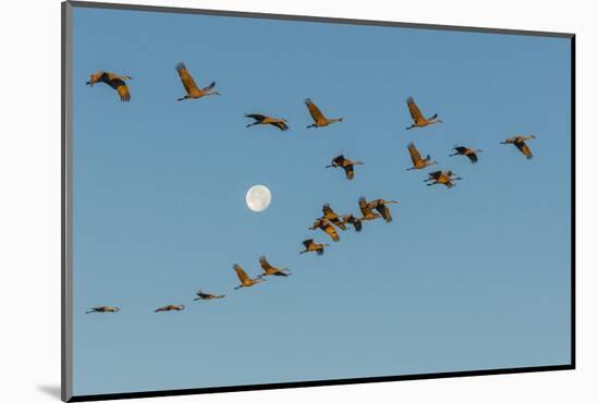 USA, New Mexico, Bosque Del Apache Nwr. Sandhill Cranes and Full Moon-Jaynes Gallery-Mounted Photographic Print