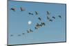USA, New Mexico, Bosque Del Apache Nwr. Sandhill Cranes and Full Moon-Jaynes Gallery-Mounted Photographic Print