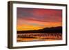 USA, New Mexico, Bosque Del Apache Nwr. Sandhill Cranes in Water-Jaynes Gallery-Framed Photographic Print