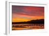 USA, New Mexico, Bosque Del Apache Nwr. Sandhill Cranes in Water-Jaynes Gallery-Framed Photographic Print