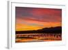 USA, New Mexico, Bosque Del Apache Nwr. Sandhill Cranes in Water-Jaynes Gallery-Framed Photographic Print