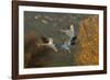 USA, New Mexico, Bosque Del Apache Nwr. Snow Geese in Flight-Jaynes Gallery-Framed Photographic Print