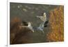 USA, New Mexico, Bosque Del Apache Nwr. Snow Geese in Flight-Jaynes Gallery-Framed Photographic Print