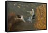 USA, New Mexico, Bosque Del Apache Nwr. Snow Geese in Flight-Jaynes Gallery-Framed Stretched Canvas