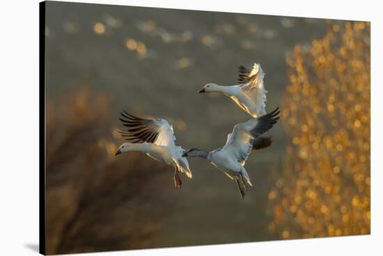 USA, New Mexico, Bosque Del Apache Nwr. Snow Geese in Flight-Jaynes Gallery-Stretched Canvas