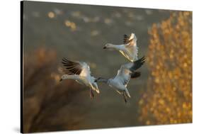 USA, New Mexico, Bosque Del Apache Nwr. Snow Geese in Flight-Jaynes Gallery-Stretched Canvas