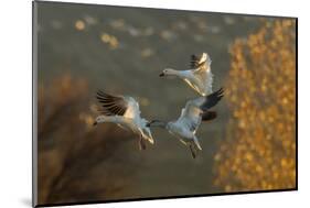 USA, New Mexico, Bosque Del Apache Nwr. Snow Geese in Flight-Jaynes Gallery-Mounted Photographic Print