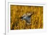 USA, New Mexico, Bosque Del Apache Nwr. Snow Goose Landing-Jaynes Gallery-Framed Photographic Print