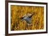 USA, New Mexico, Bosque Del Apache Nwr. Snow Goose Landing-Jaynes Gallery-Framed Photographic Print