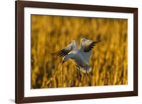 USA, New Mexico, Bosque Del Apache Nwr. Snow Goose Landing-Jaynes Gallery-Framed Photographic Print