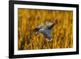 USA, New Mexico, Bosque Del Apache Nwr. Snow Goose Landing-Jaynes Gallery-Framed Photographic Print