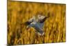 USA, New Mexico, Bosque Del Apache Nwr. Snow Goose Landing-Jaynes Gallery-Mounted Photographic Print