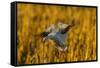 USA, New Mexico, Bosque Del Apache Nwr. Snow Goose Landing-Jaynes Gallery-Framed Stretched Canvas