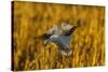 USA, New Mexico, Bosque Del Apache Nwr. Snow Goose Landing-Jaynes Gallery-Stretched Canvas